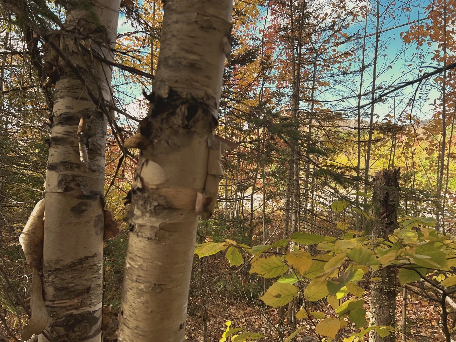 Une forêt automnale avec des arbres aux feuilles orange, jaunes et vertes, et deux troncs d'arbres en gros plan au premier plan, sous un ciel partiellement nuageux.