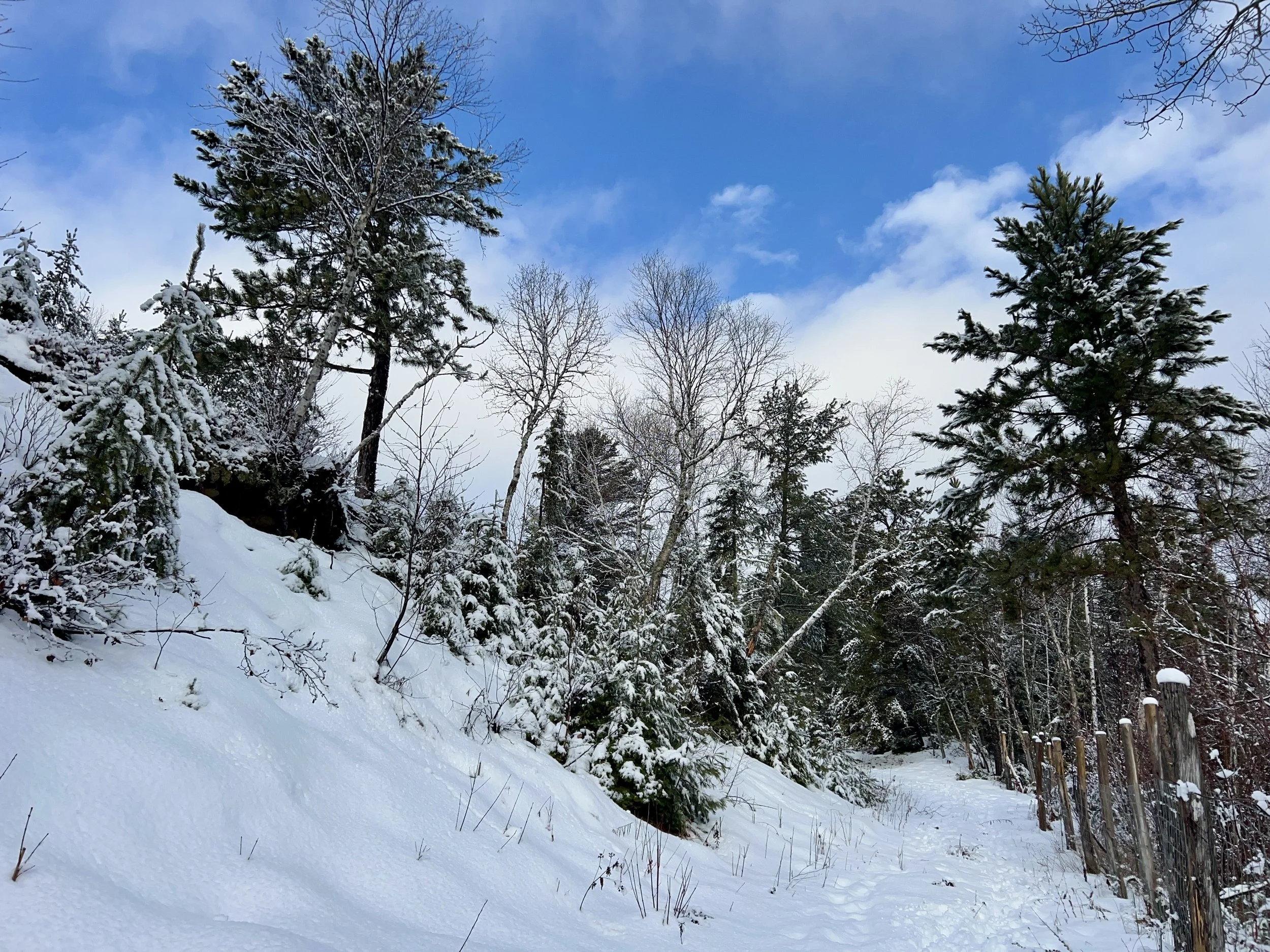 Sentier enneigé traversant une forêt avec des arbres couverts de neige, un ciel bleu avec quelques nuages