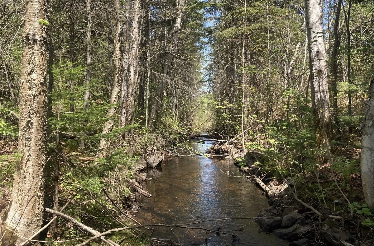 Une petite rivière bordée d'arbres dans une forêt dense, avec du feuillage vert et des branches tombantes.