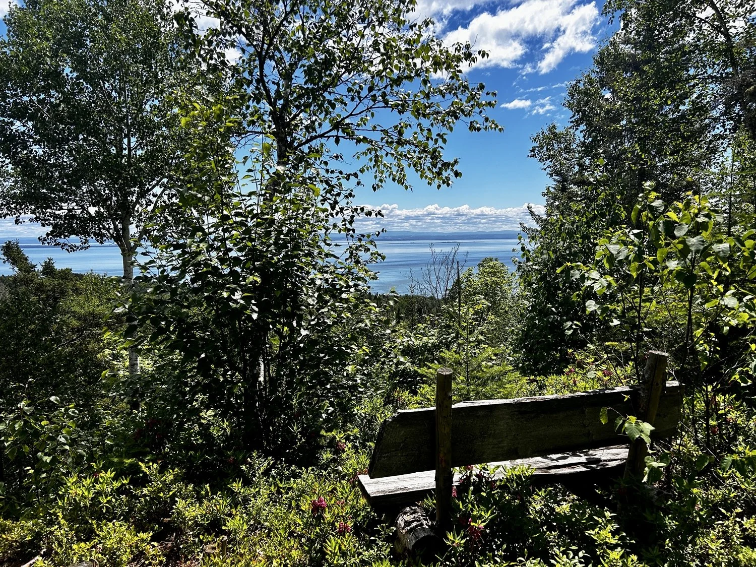 Un banc en bois dans une forêt verdoyante, avec vue sur un lac ou océan en arrière-plan, sous un ciel bleu partiellement nuageux.