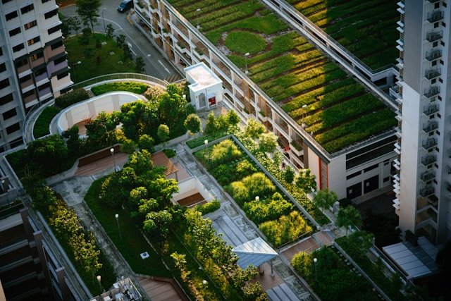 Les espèces indigènes : des alliées précieuses pour la biodiversité et nos milieux de vie