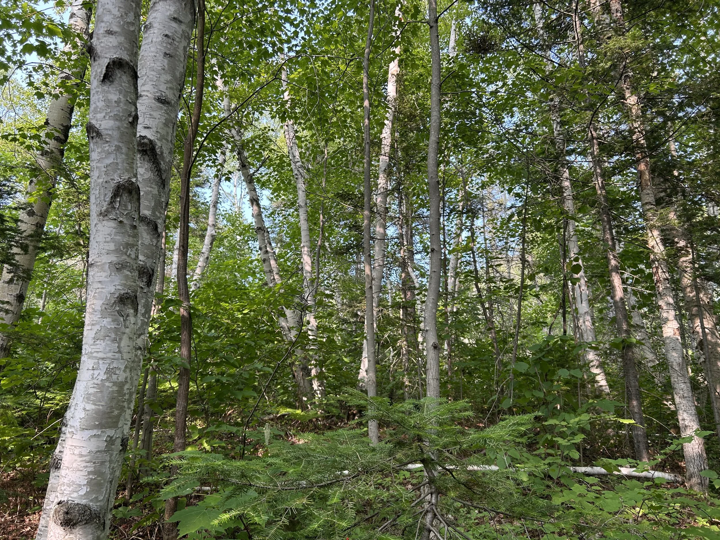 Petit-Saguenay… pour le territoire, le rythme et la communauté