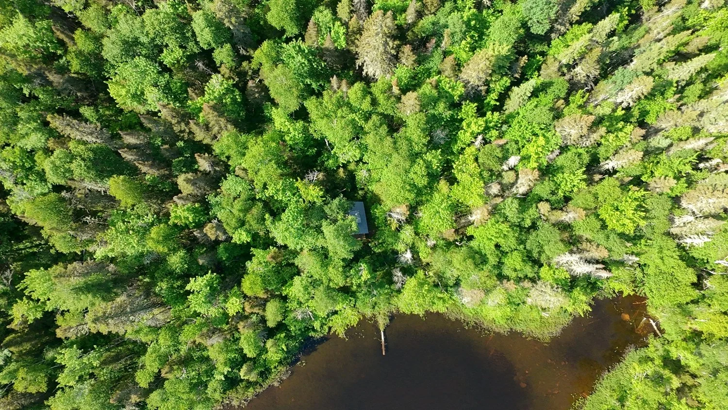 Vue aérienne d'une forêt dense avec un étang au bord, un petit bâtiment visible à travers les arbres.