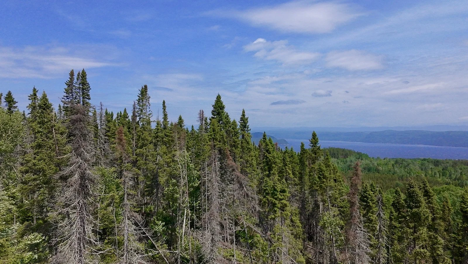Forêt dense de conifères avec un lac en arrière-plan sous un ciel nuageux
