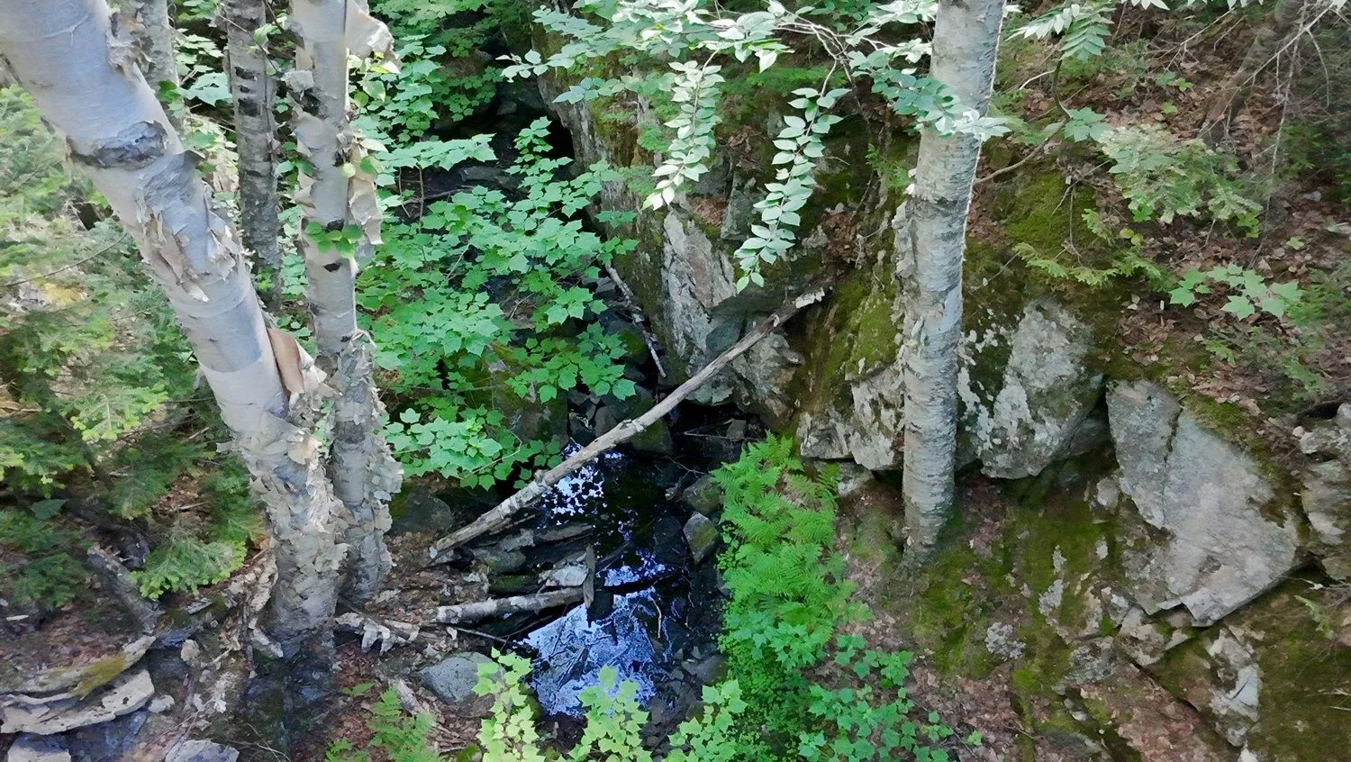 Ruisseau dans une forêt avec des arbres et des roches, végétation verte abondante.