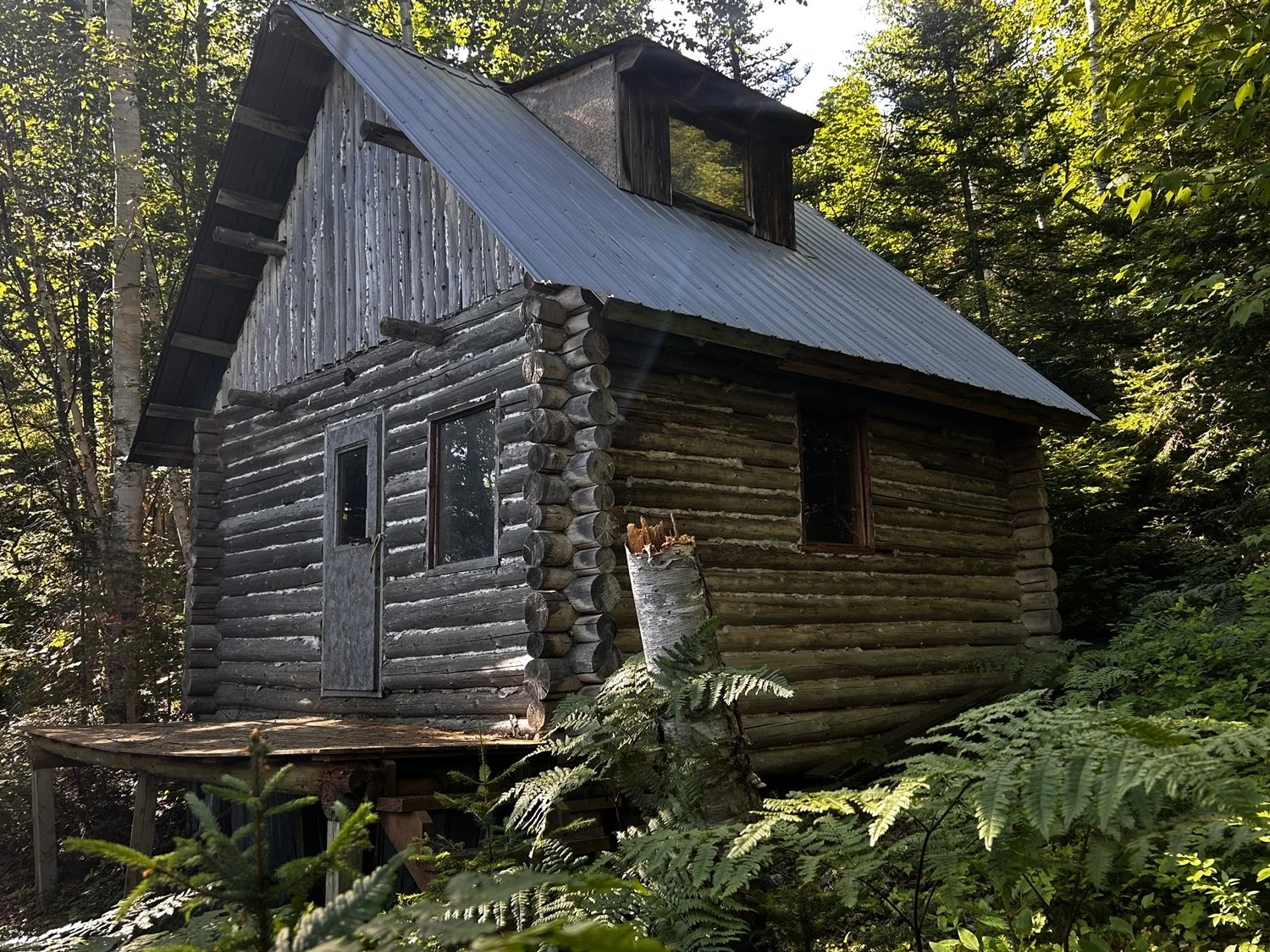 Cabane en bois dans la forêt, fabriquée avec des rondins, avec une toiture en métal, entourée d'arbres et de végétation dense.