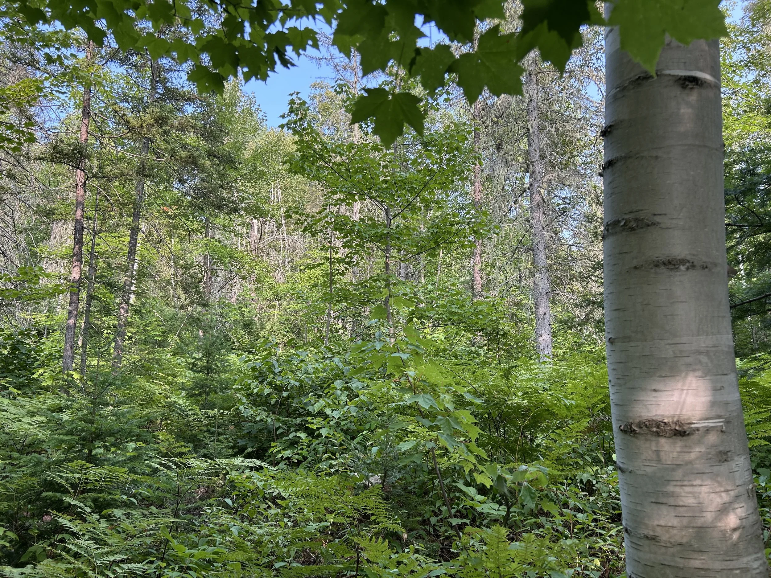Forêt verdoyante avec des arbres et des feuillages, ciel bleu visible à travers les branches. Projets Immobilier Octave