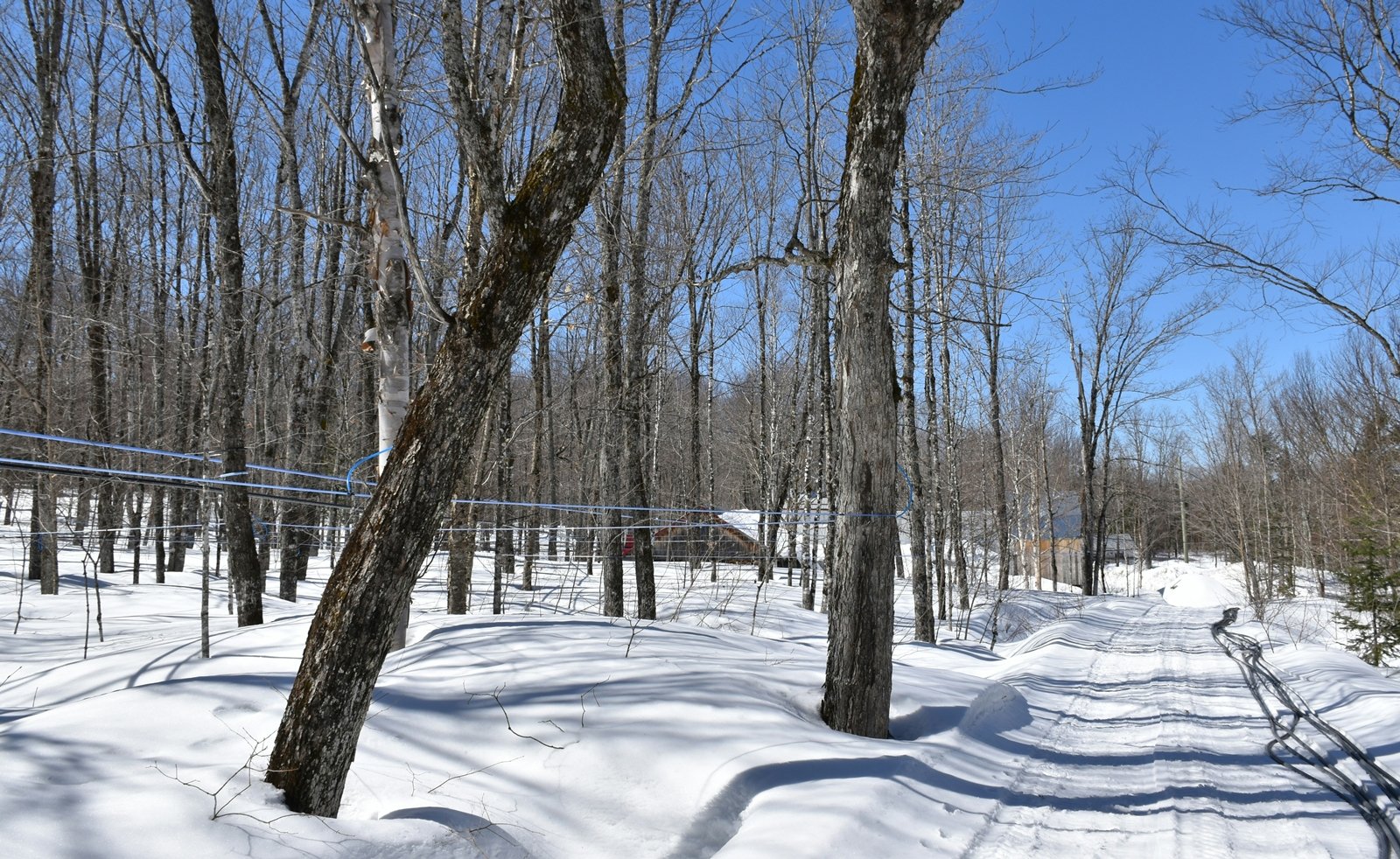 Une forêt enneigée sous un ciel bleu clair, avec des arbres dénudés et une piste fraîchement tracée dans la neige.