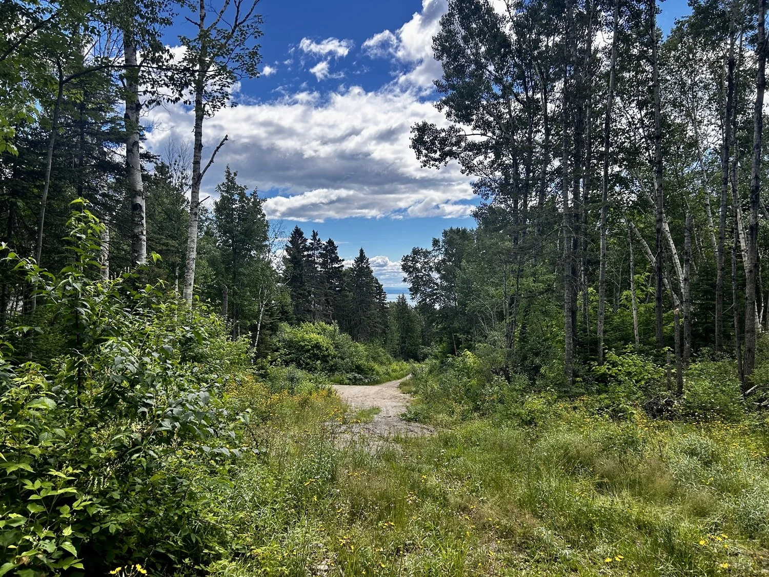 Sentier de terre à travers une forêt dense avec des arbres verts et un ciel partiellement nuageux.