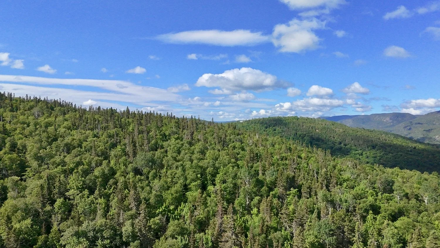 Forêt dense avec collines verdoyantes sous un ciel bleu avec quelques nuages blancs.