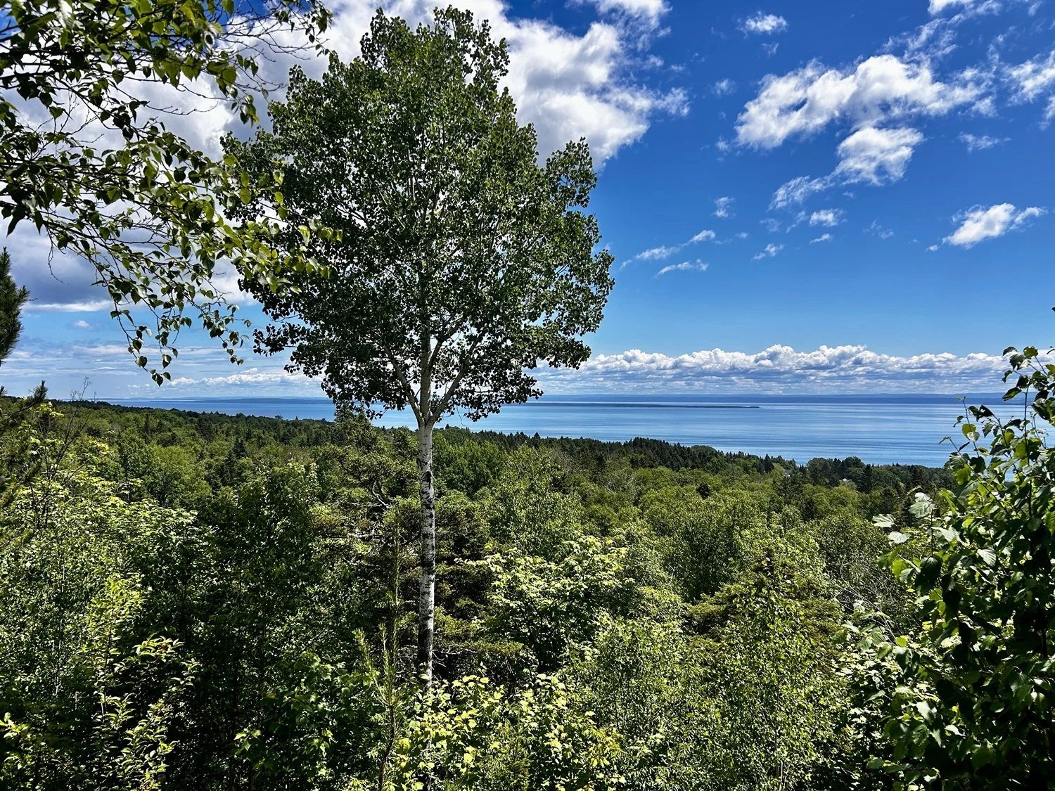 Vue d'une forêt verdoyante avec un arbre en premier plan, au-dessus d'une mer ou d'un grand lac, sous un ciel bleu avec des nuages blancs.