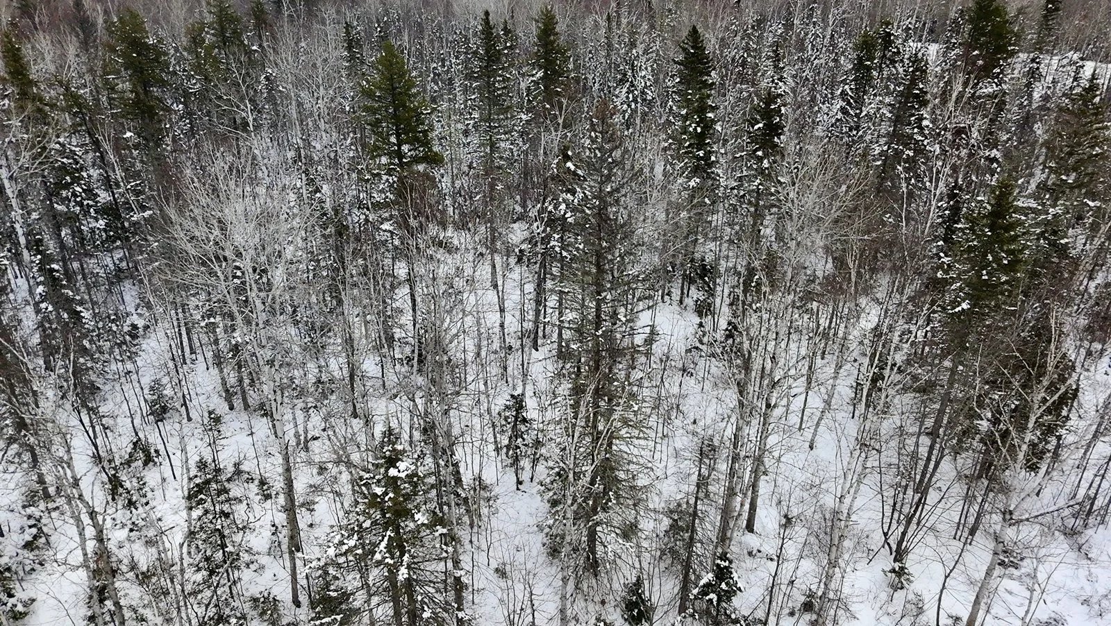 Une forêt enneigée avec des arbres nus et des conifères, vue aérienne en hiver. Développement immobilier Octave.