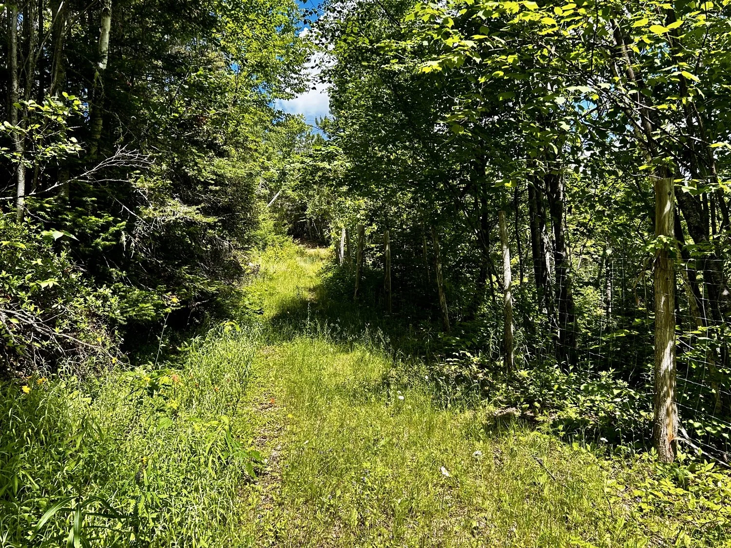 Sentier de forêt avec herbe verte, entouré d'arbres et de buissons, sous un ciel partiellement nuageux