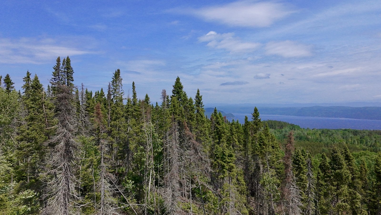 Forêt de conifères avec montagnes et lac en arrière-plan, ciel partiellement nuageux.