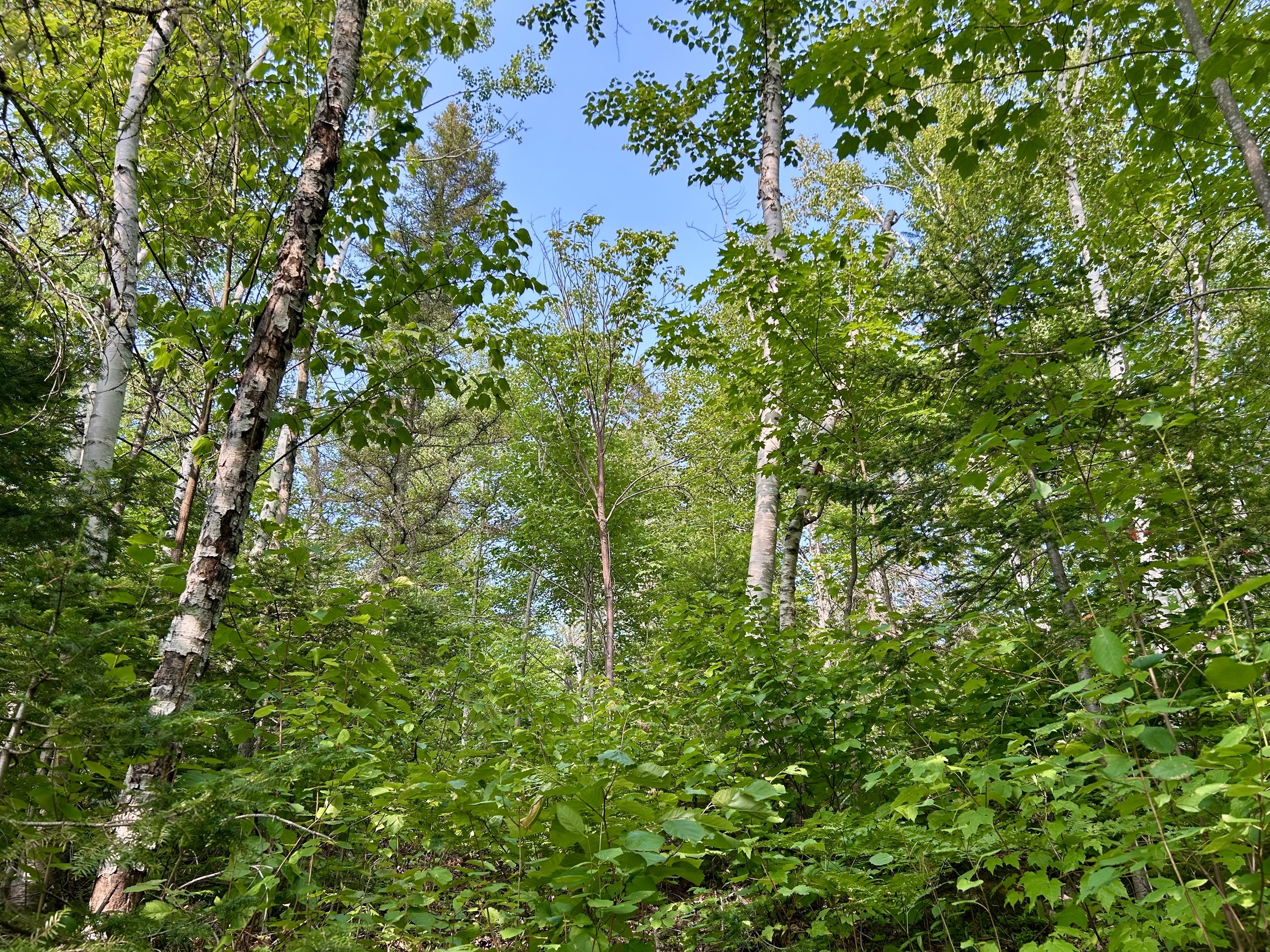 Vue d'une forêt dense avec de nombreux arbres à feuillage vert et un ciel bleu en arrière-plan. Terrains à vendre Saguenay.