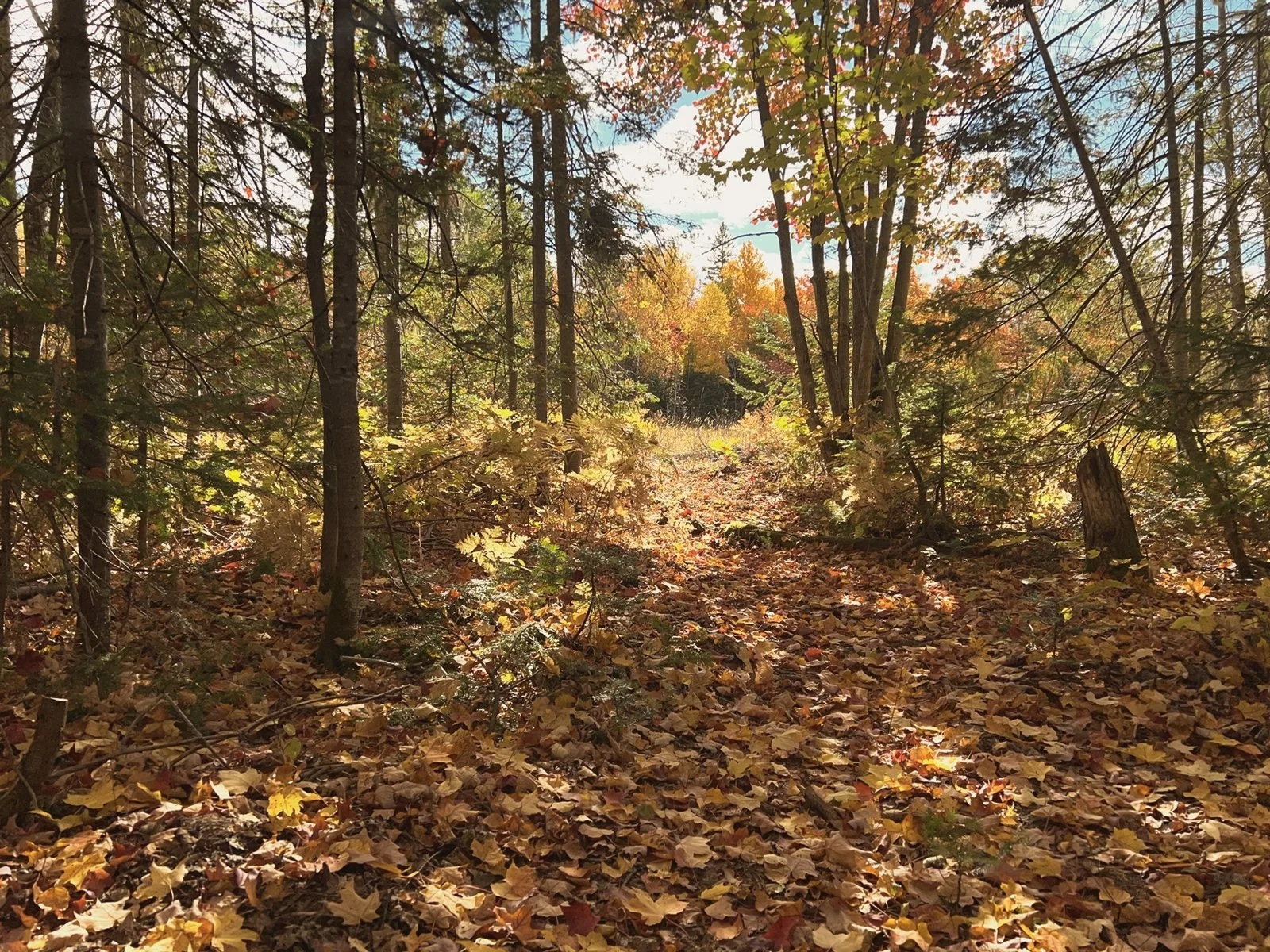 Forêt avec sol recouvert de feuilles d'automne, arbres aux feuilles jaunes et oranges, ciel partiellement visible entre les branches.