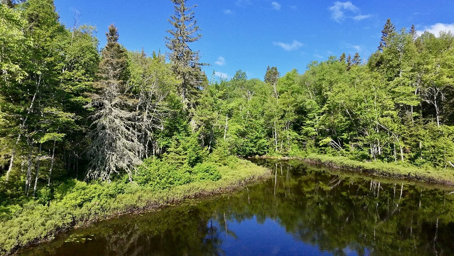 Forêt verdoyante reflet dans un ruisseau avec un ciel bleu et quelques nuages