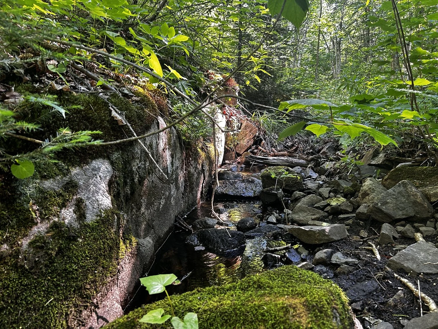 Une petite rivière ou un ruisseau serpentant à travers une forêt dense avec des rochers, des pierres, et de la végétation verte.