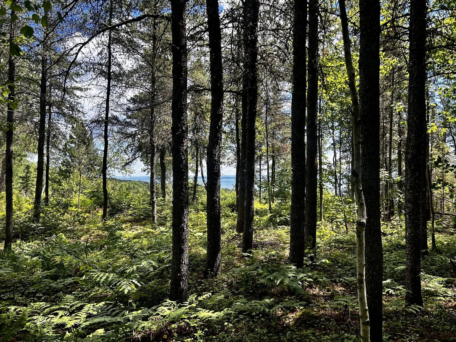 Une forêt dense avec des arbres hauts et un peu de ciel visible à travers le feuillage, vue sur un lac ou la mer au loin.