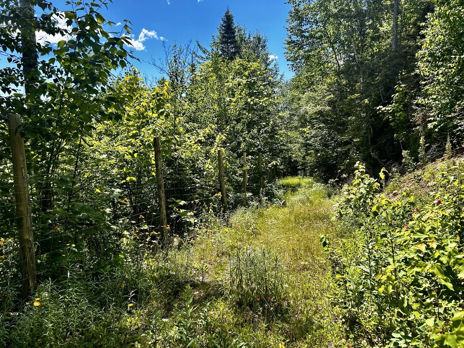 sentier bordé d'arbres et de buissons avec un ciel bleu en arrière-plan