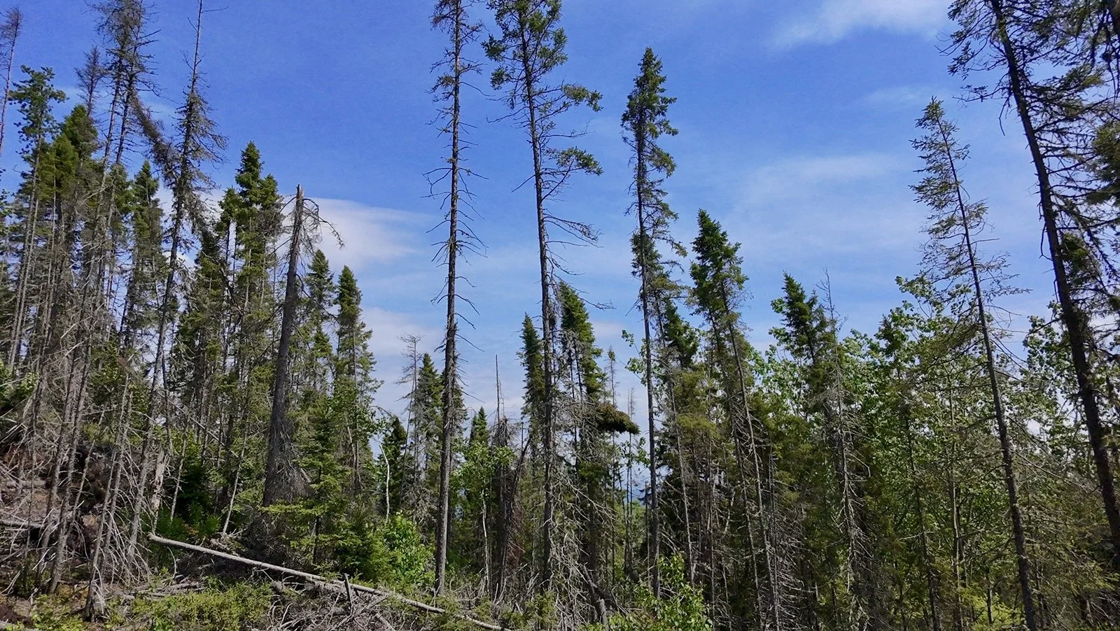 Forêt de conifères avec quelques arbres morts et un ciel bleu avec quelques nuages.