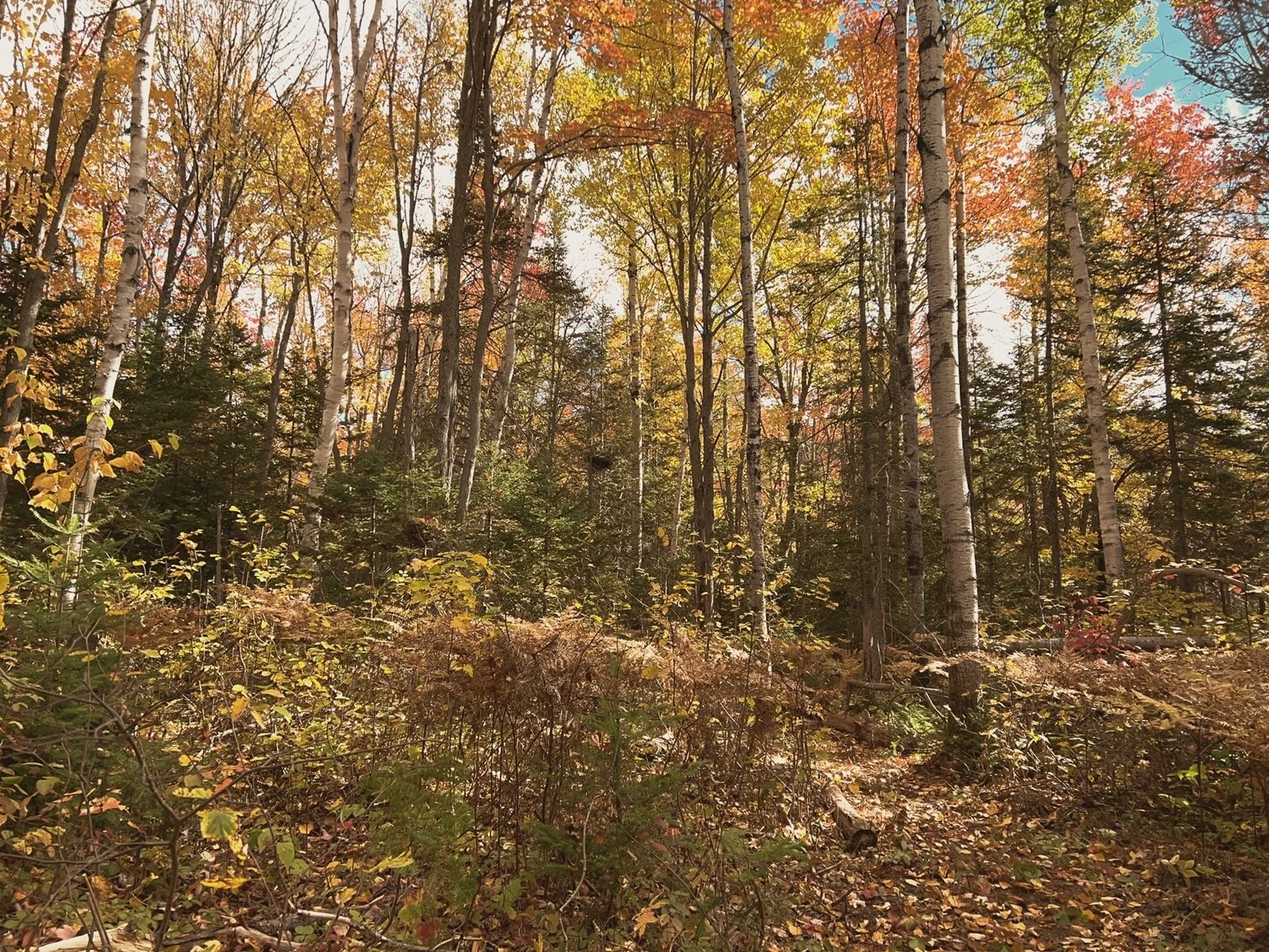 Forêt d'automne avec arbres à feuillage doré, orange et vert, sol couvert de feuilles mortes.