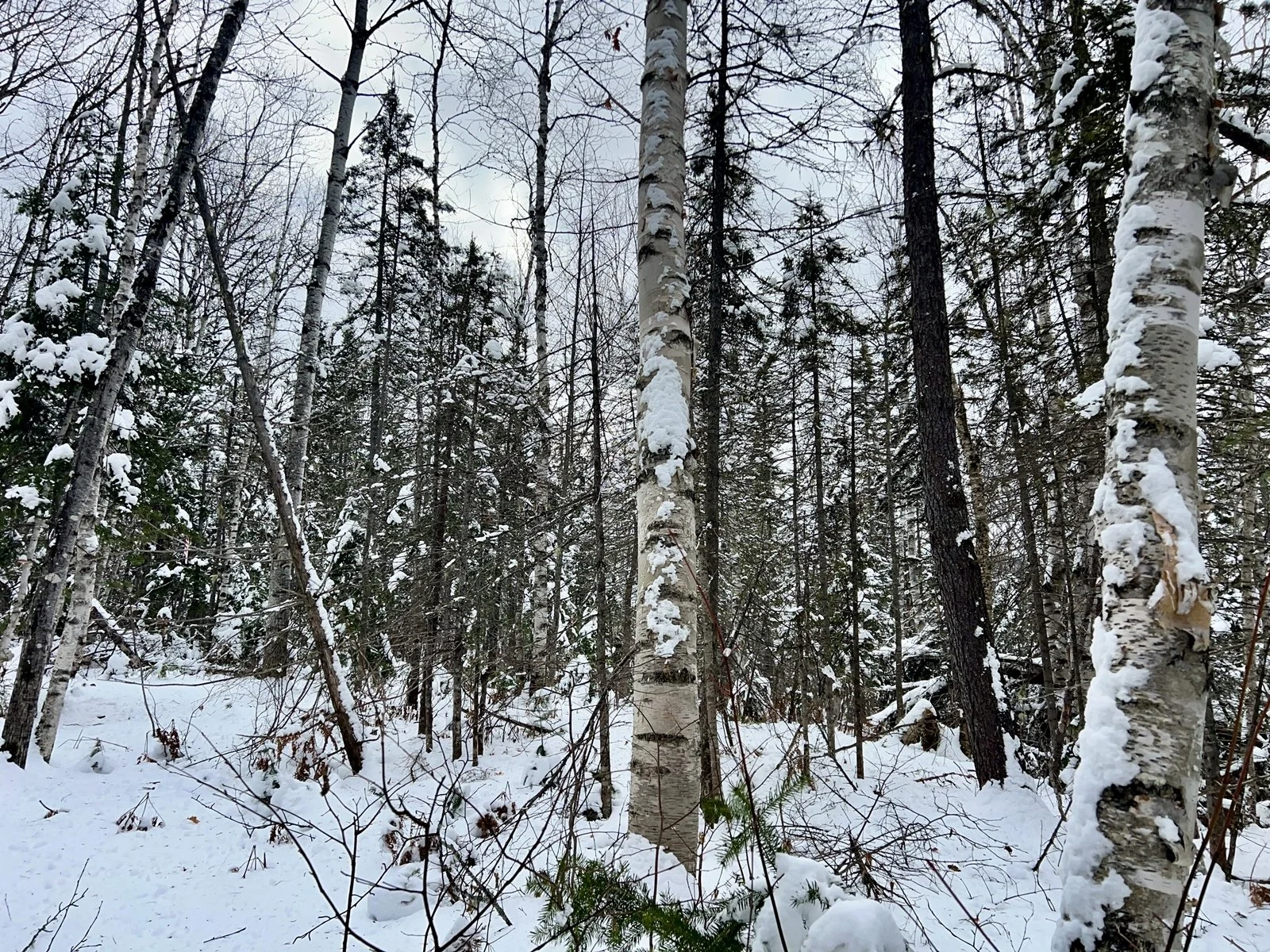 Forêt enneigée avec des arbres, principalement des bouleaux et des conifères, sous un ciel nuageux. Terrains à vendre au Saguenay.