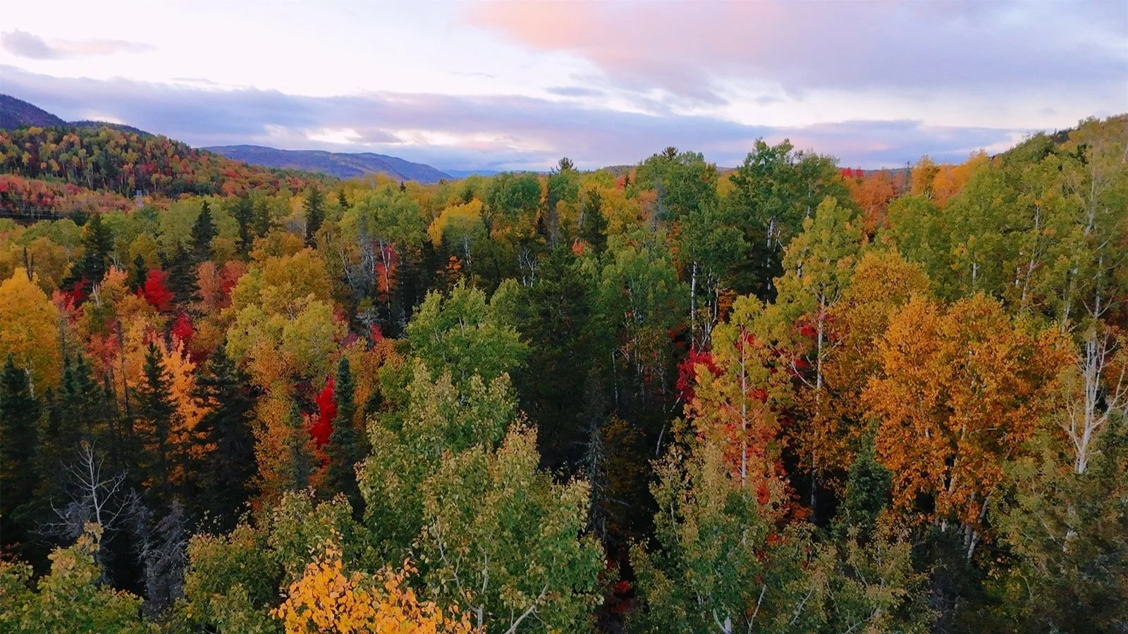Forêt colorée en automne avec des arbres aux feuilles orangées, rouges, jaunes et vertes, avec des montagnes en arrière-plan sous un ciel nuageux.