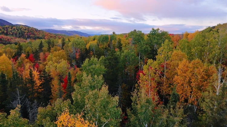 Le Grand Boisé, forêt mixte en automne à Petit-Saguenay