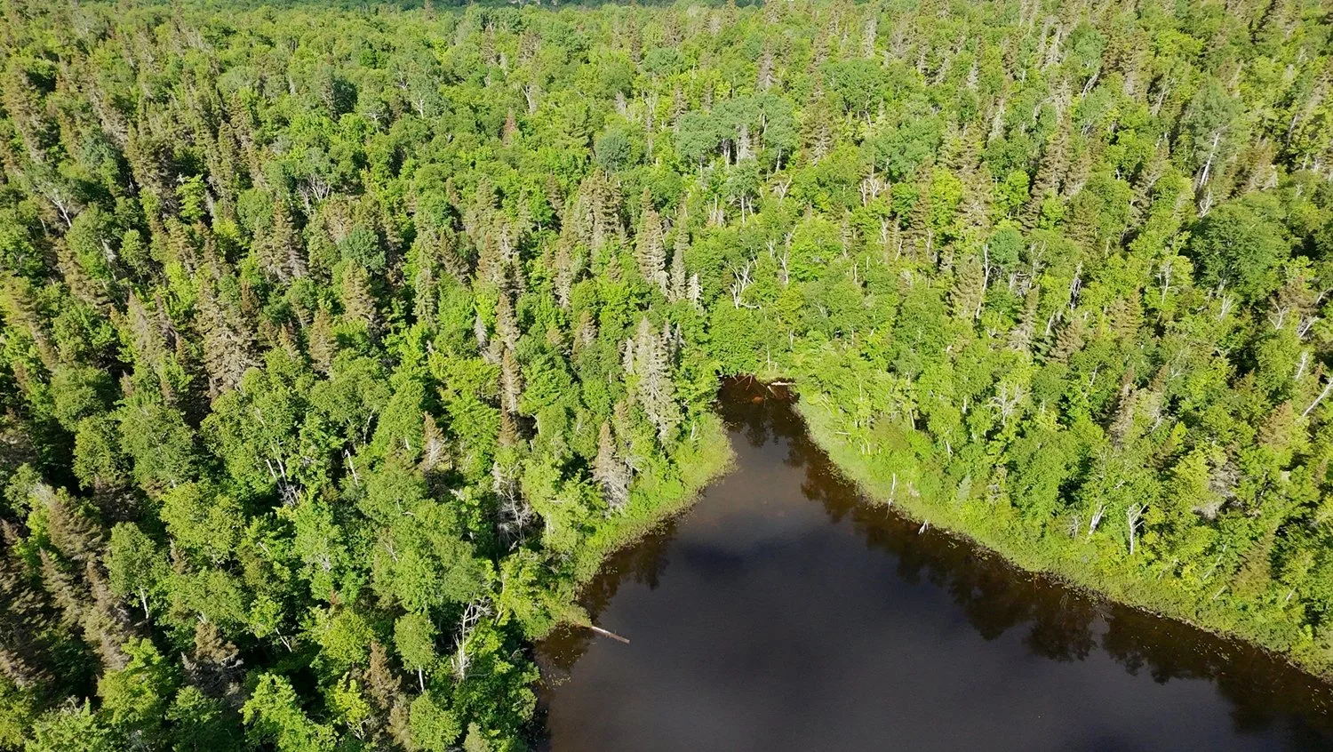 vue aérienne d'une forêt dense bordant un lac calme.