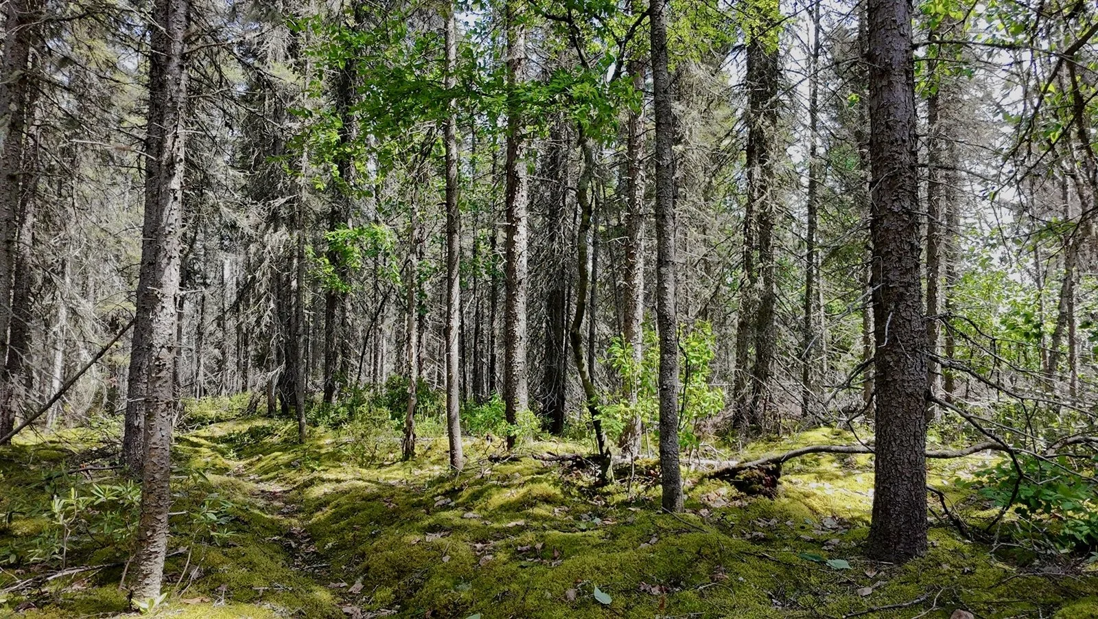 Une forêt dense avec des arbres élancés, un sol recouvert de mousse verte et quelques petites plantes