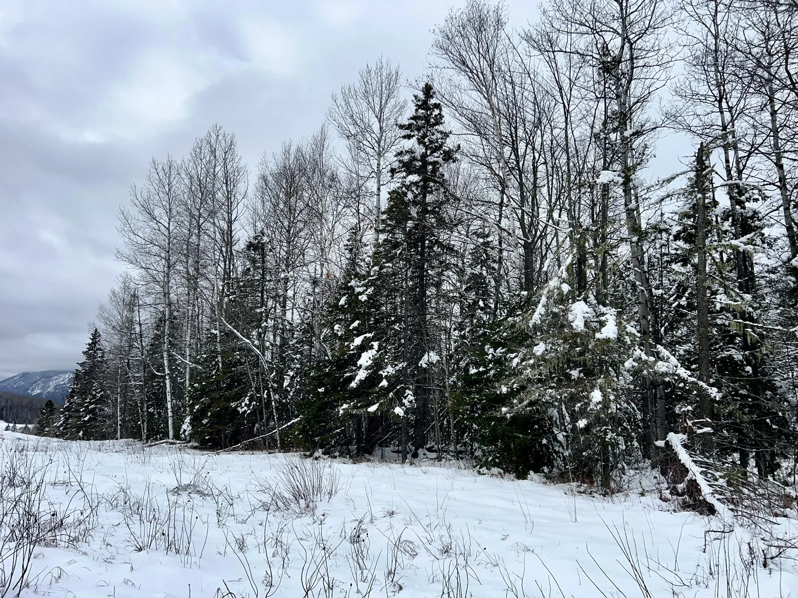 Forêt enneigée avec des arbres nus et des sapins encore verts sous un ciel nuageux. Terre à bois à vendre.