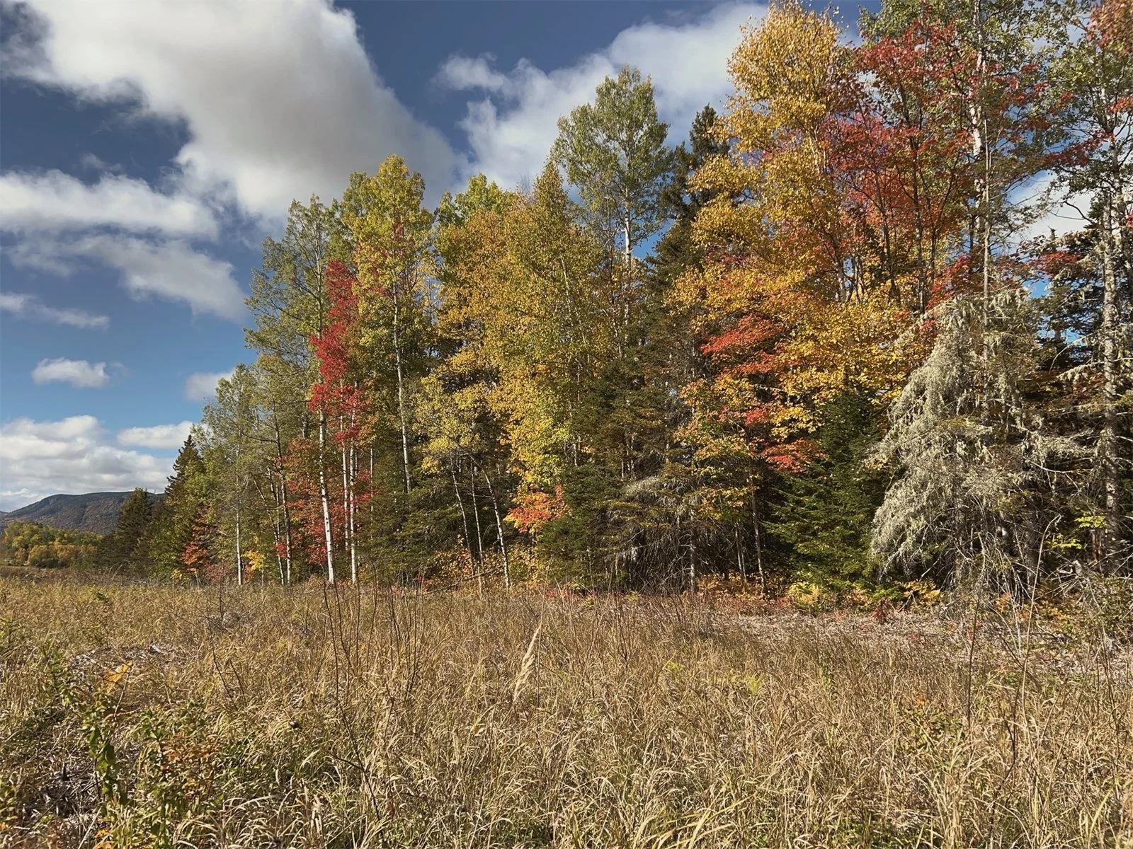 Forêt d'automne avec arbres aux feuilles jaunes, orange et rouges, ciel partiellement nuageux, et champs d'herbes sèches au premier plan.