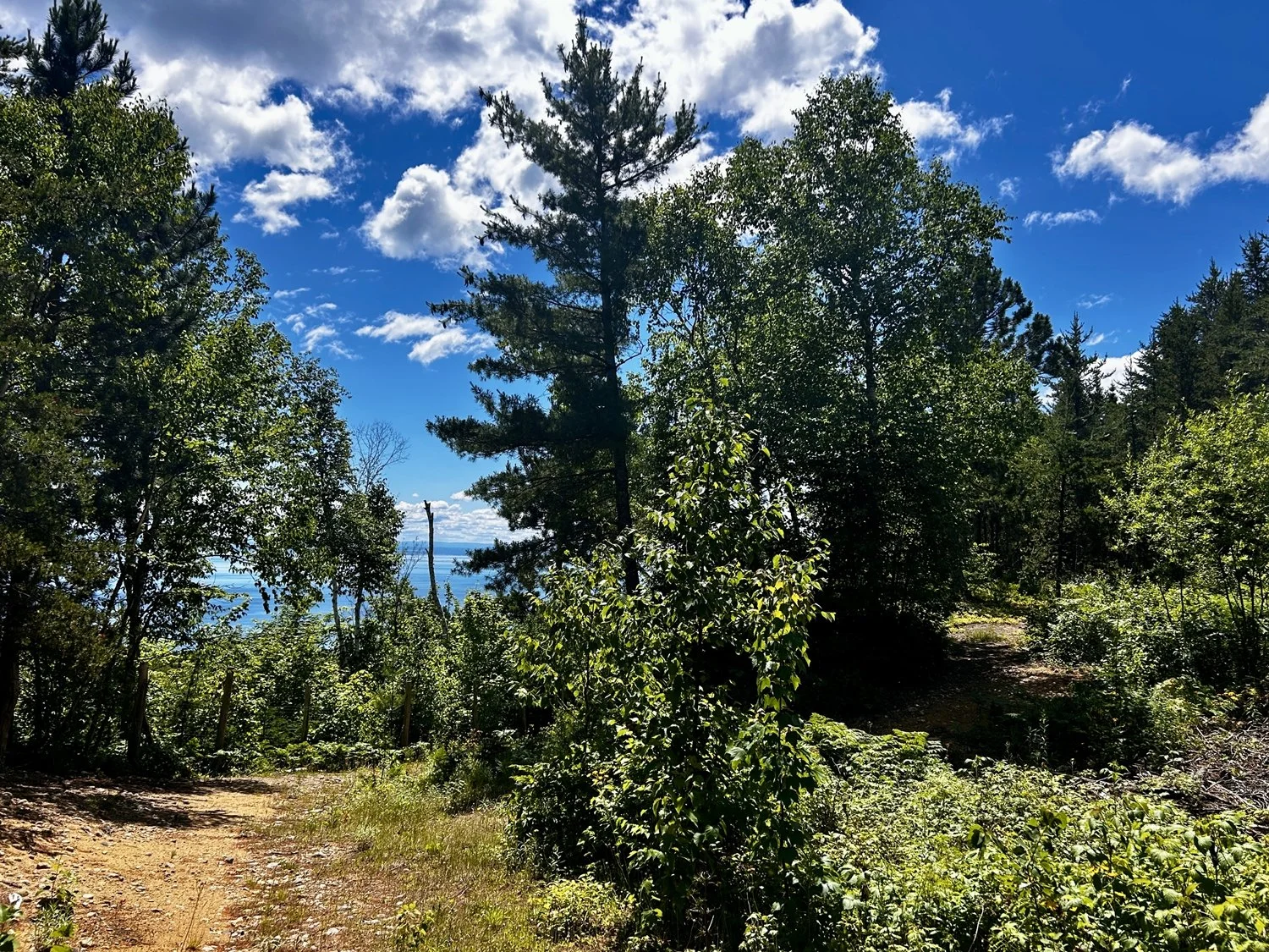 Un sentier forestier entouré d'arbres verts sous un ciel bleu avec des nuages blancs, vue partielle d'un lac au fond.