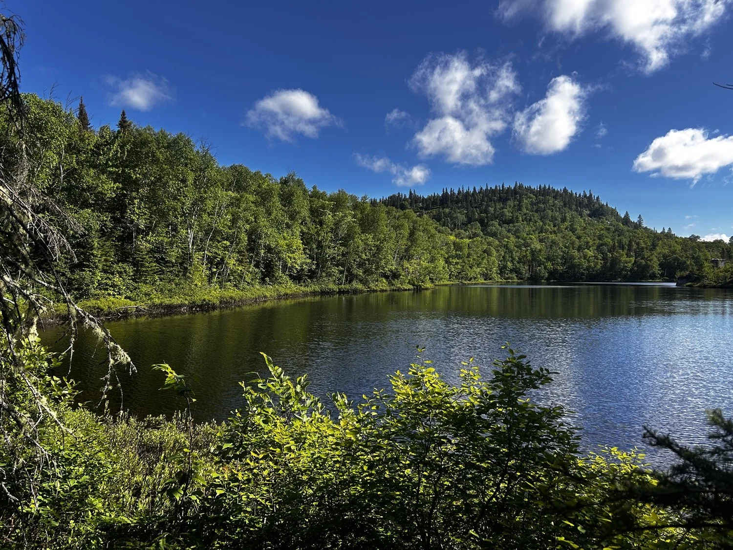 Vue d'une rivière entourée de forêt dense avec des arbres verts sous un ciel bleu avec quelques nuages blancs.