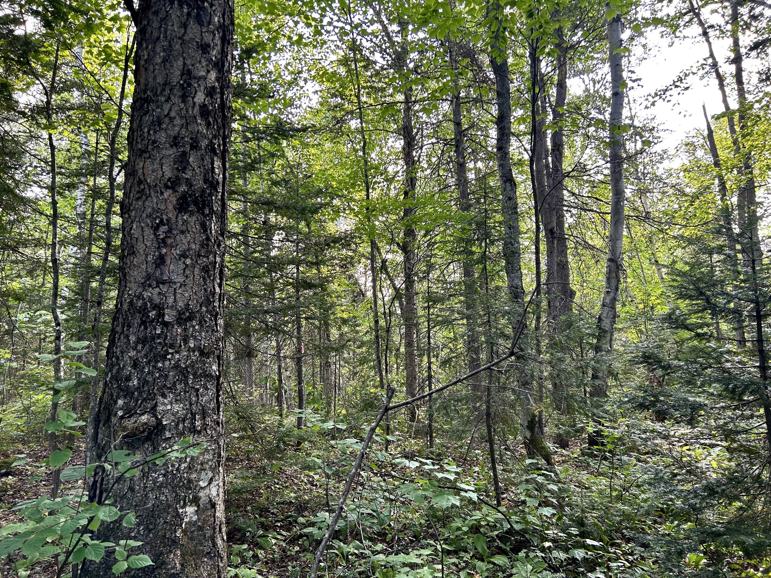 Forêt dense avec de nombreux arbres et végétation verte, sous un ciel partiellement ensoleillé. Octave Immobilier