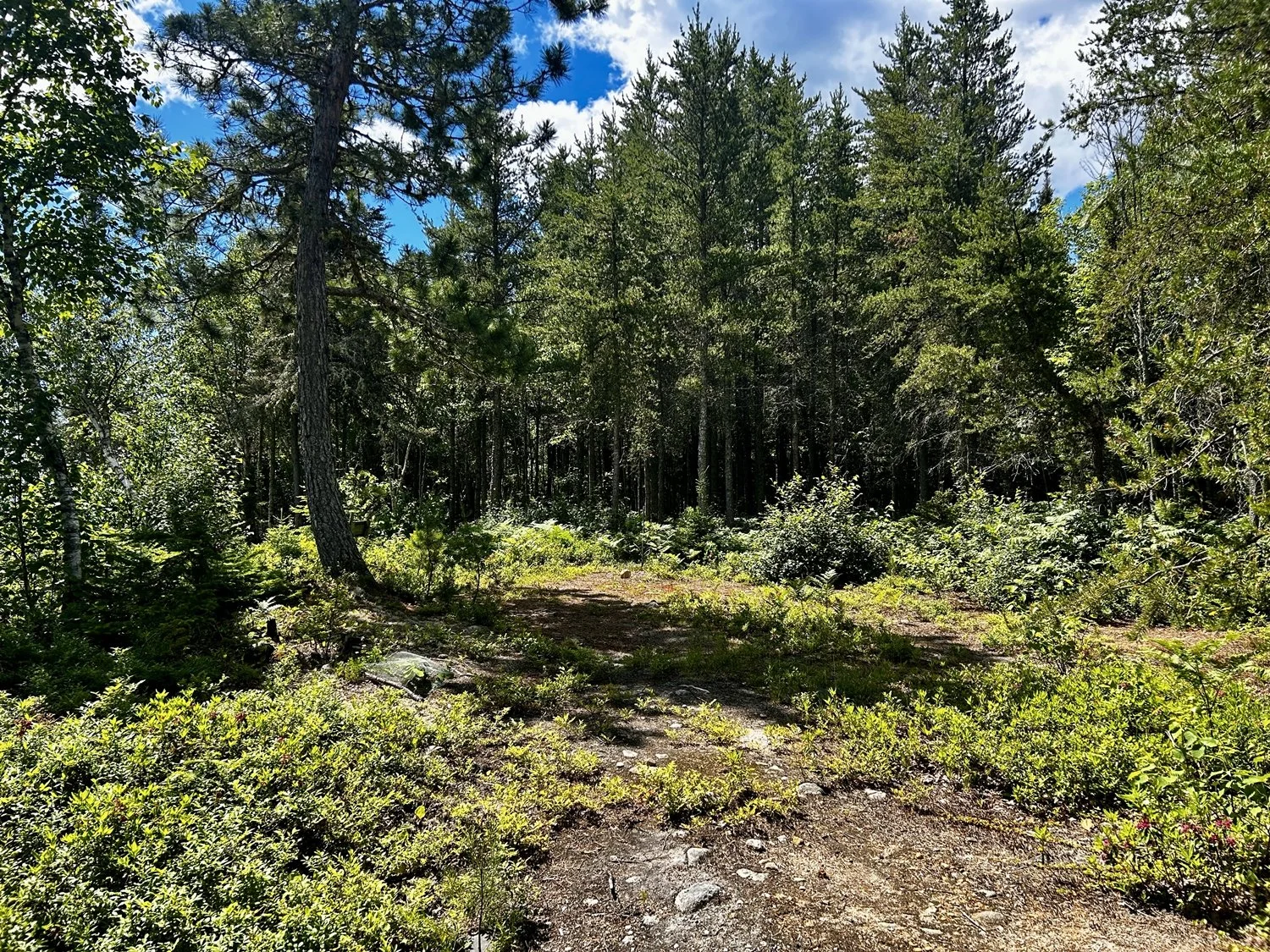 Sentier de forêt bordé d'arbres verts sous un ciel bleu avec quelques nuages.