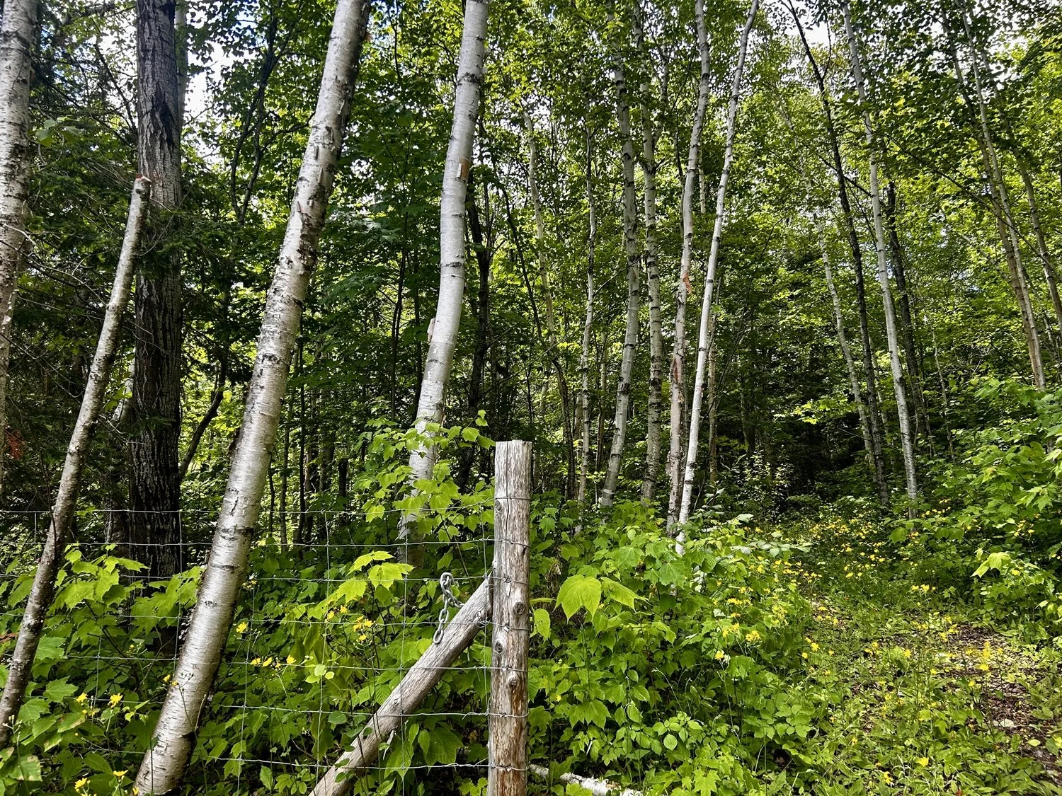 Une forêt dense avec des arbres blancs et bruns, un sentier étroit, et une clôture en fil de fer dans l'avant-plan.