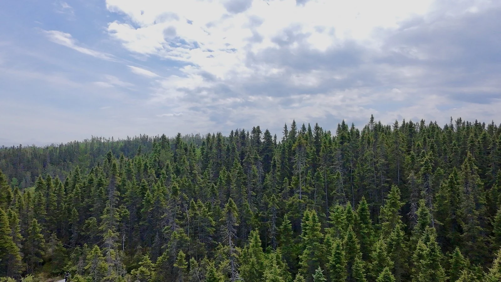 Forêt dense avec des arbres verts et un ciel partiellement nuageux.