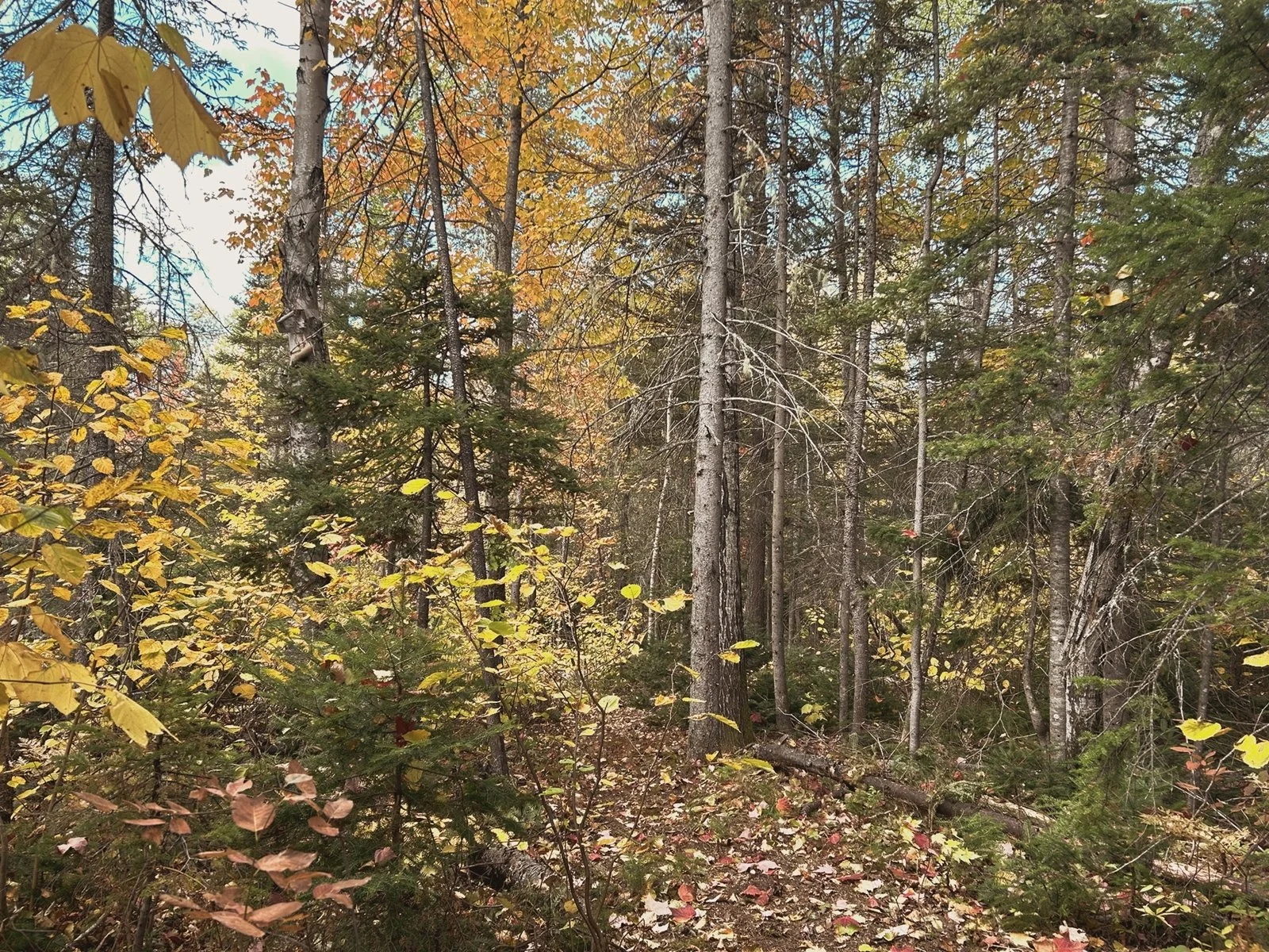 Forêt dense en automne avec des arbres aux feuillages jaunes, orange et verts, sol recouvert de feuilles mortes.