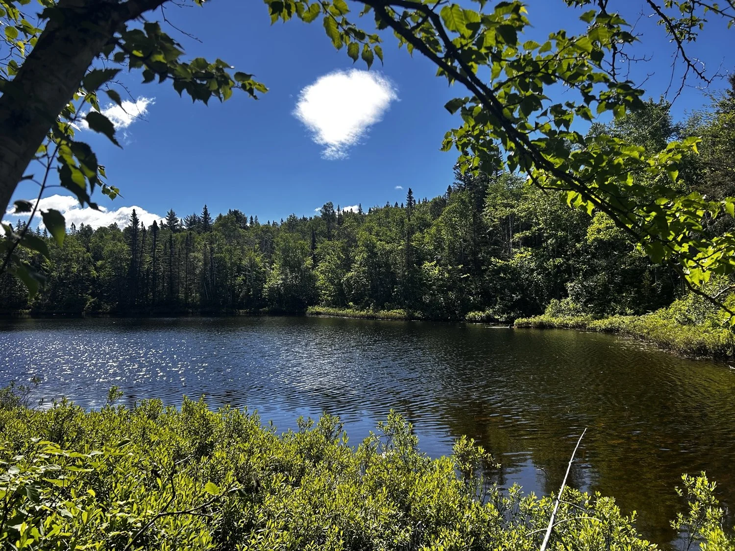 Un lac entouré d'arbres verts sous un ciel bleu avec quelques nuages, dont un en forme de cœur.