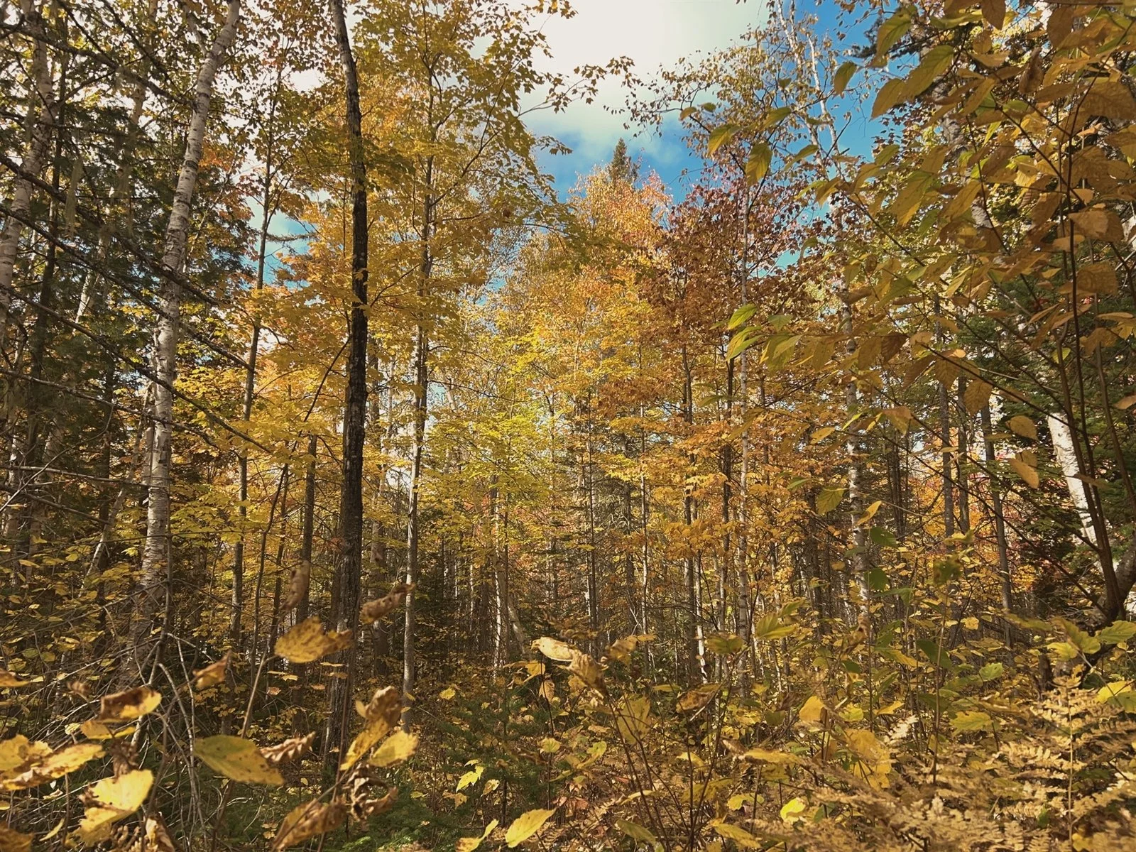 Forêt en automne avec arbres aux feuilles jaunes, oranges et vertes, ciel partiellement visible avec des nuages.