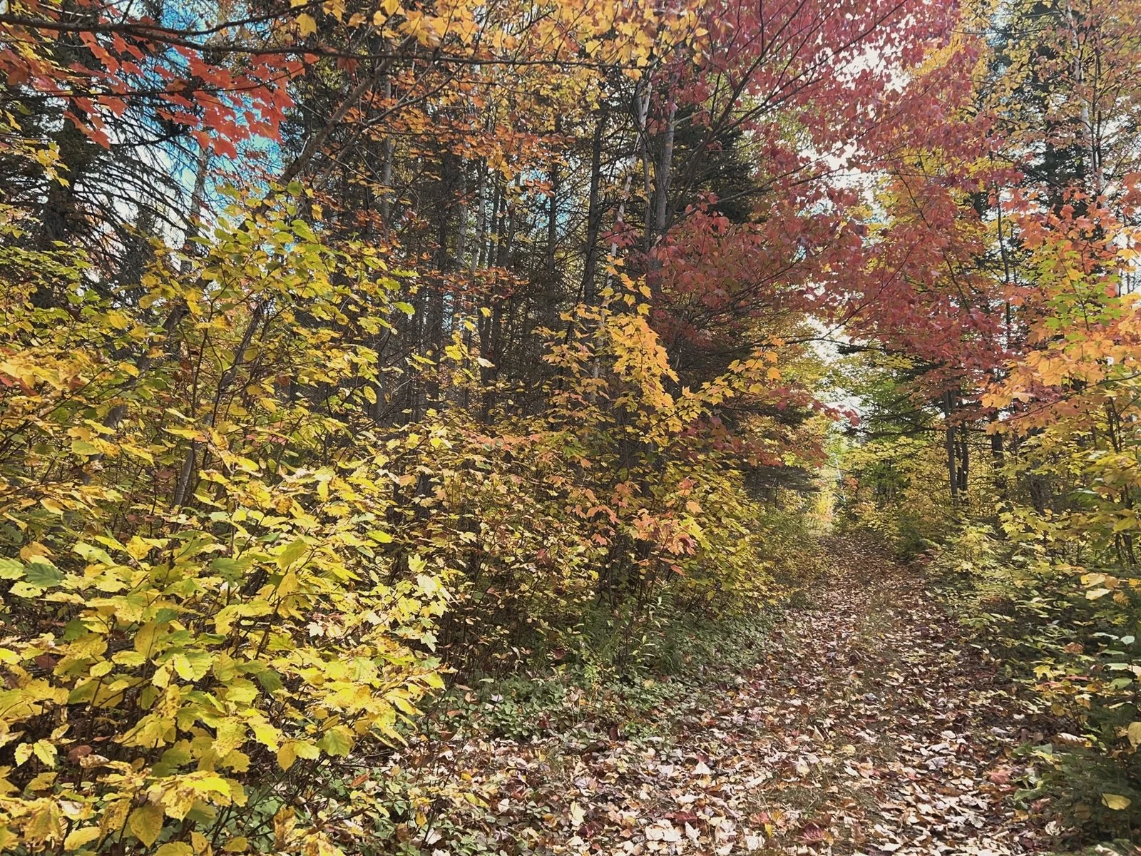 Sentier forestier durant l'automne, avec des arbres aux feuilles colorées en jaune, orange et rouge, et un sentier recouvert de feuilles mortes.
