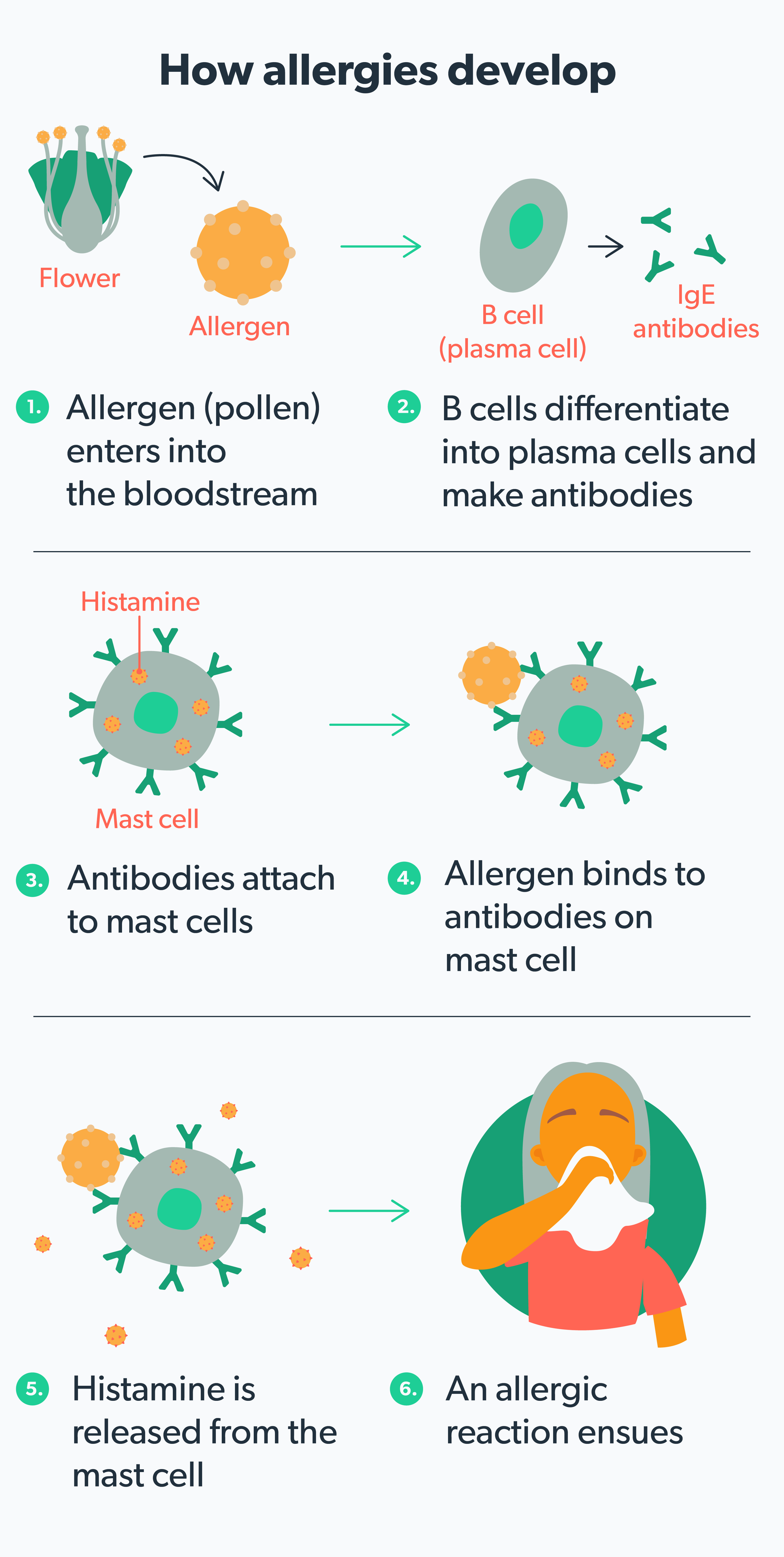 How+allergies+develop.png
