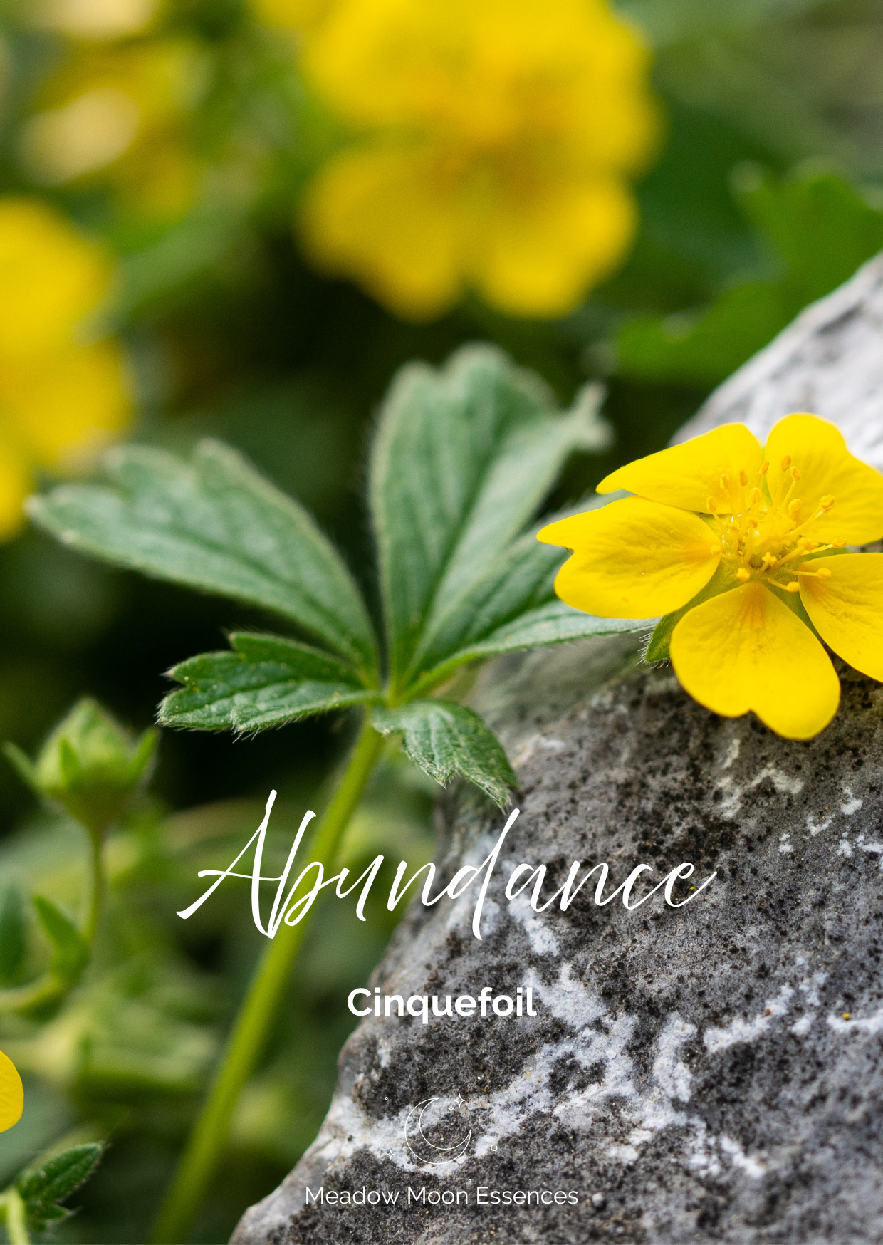 Abundance card.png