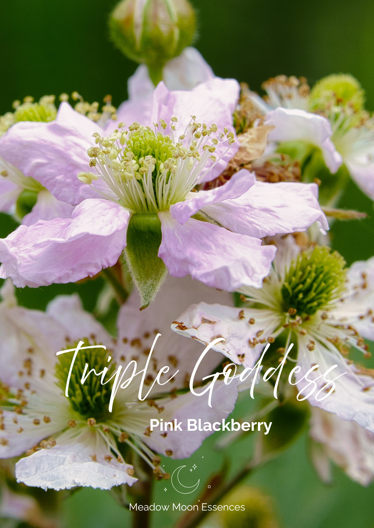 Blackberry card.png