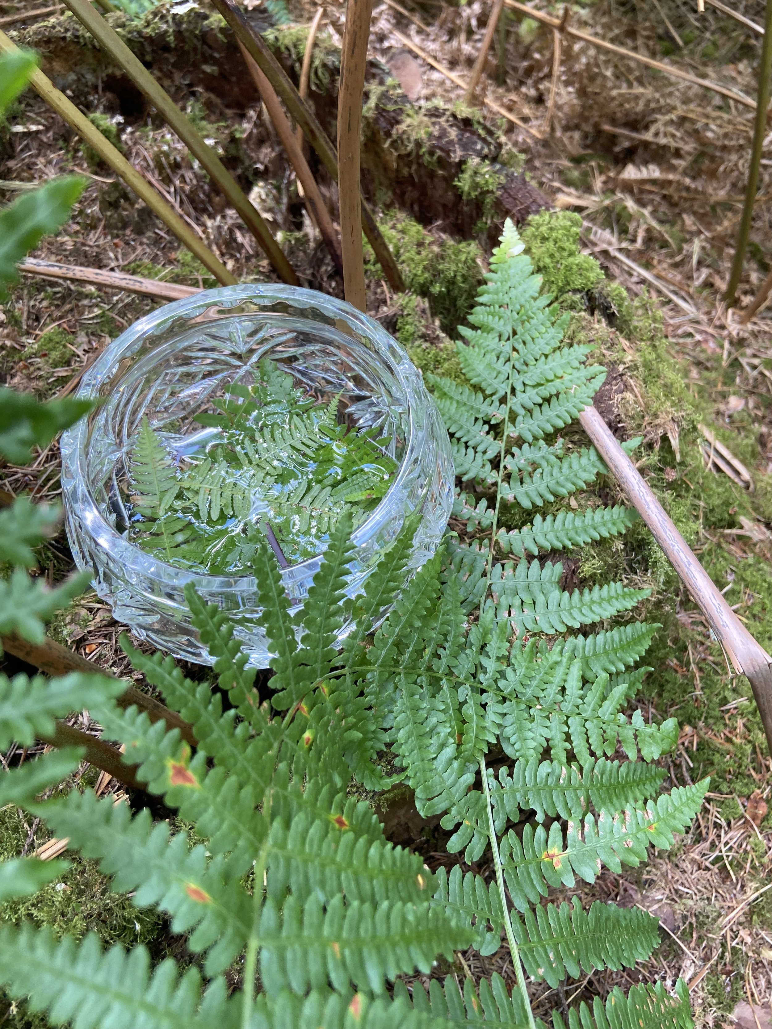 Featherveil | Bracken Fern.jpeg