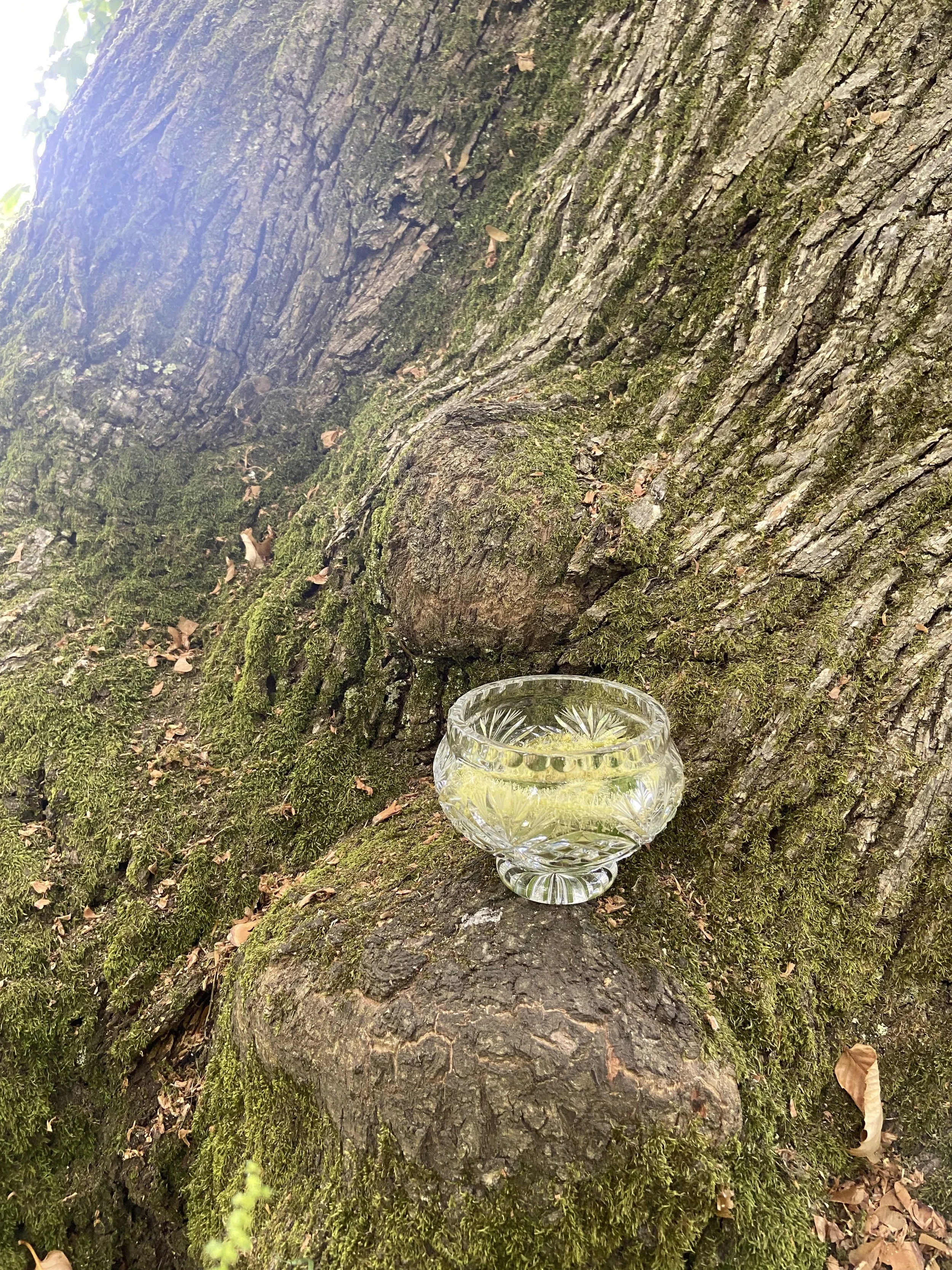 Grace | Sweet Chestnut.jpeg
