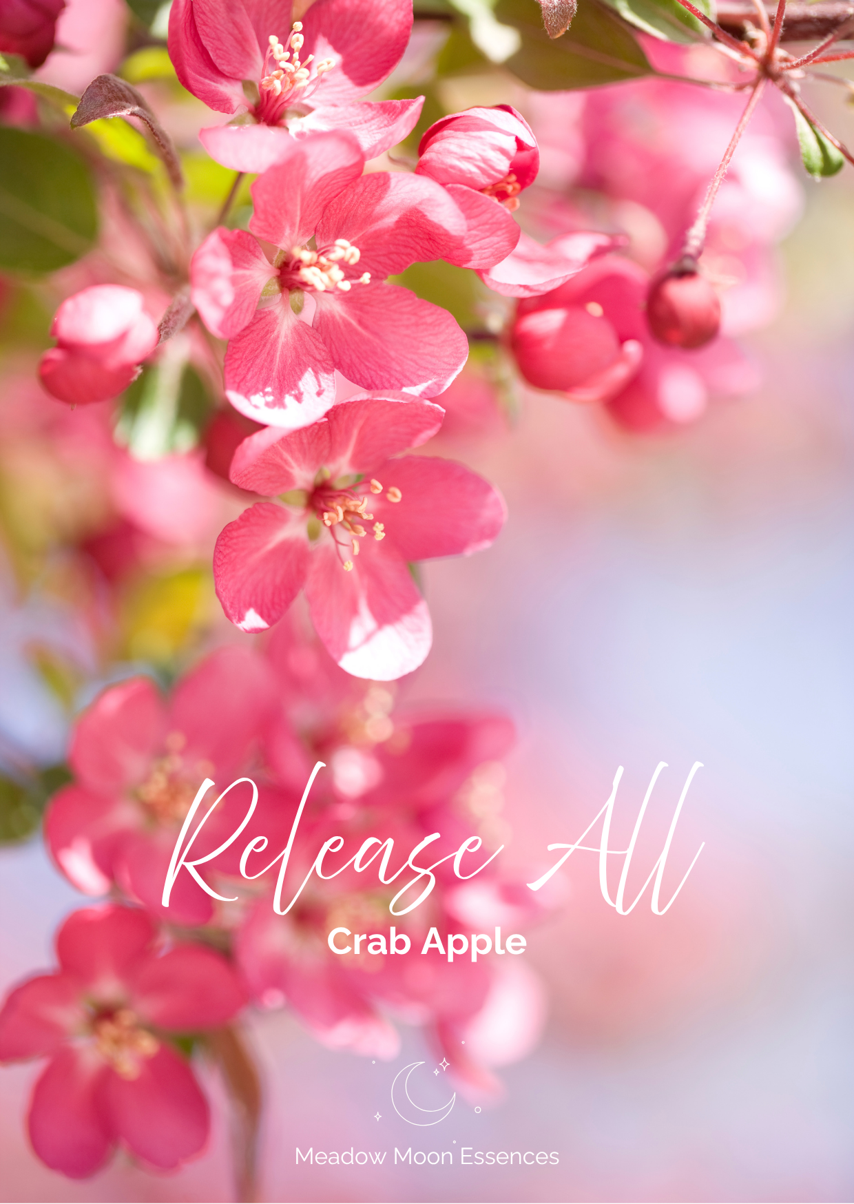 Crab apple card.png