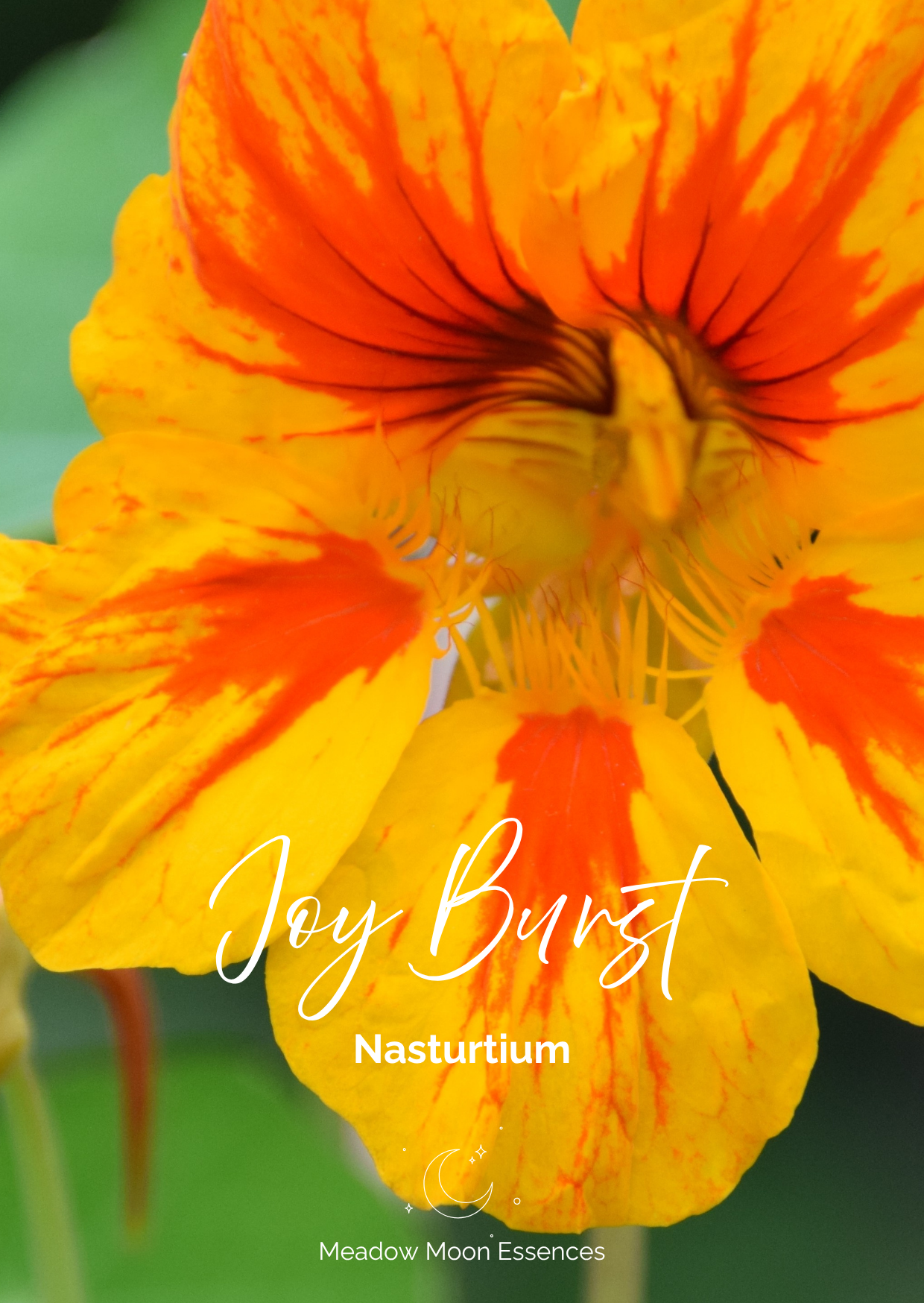 Nasturtium card.png